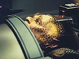 Phage episode synopsis,reviews,forums,photos,