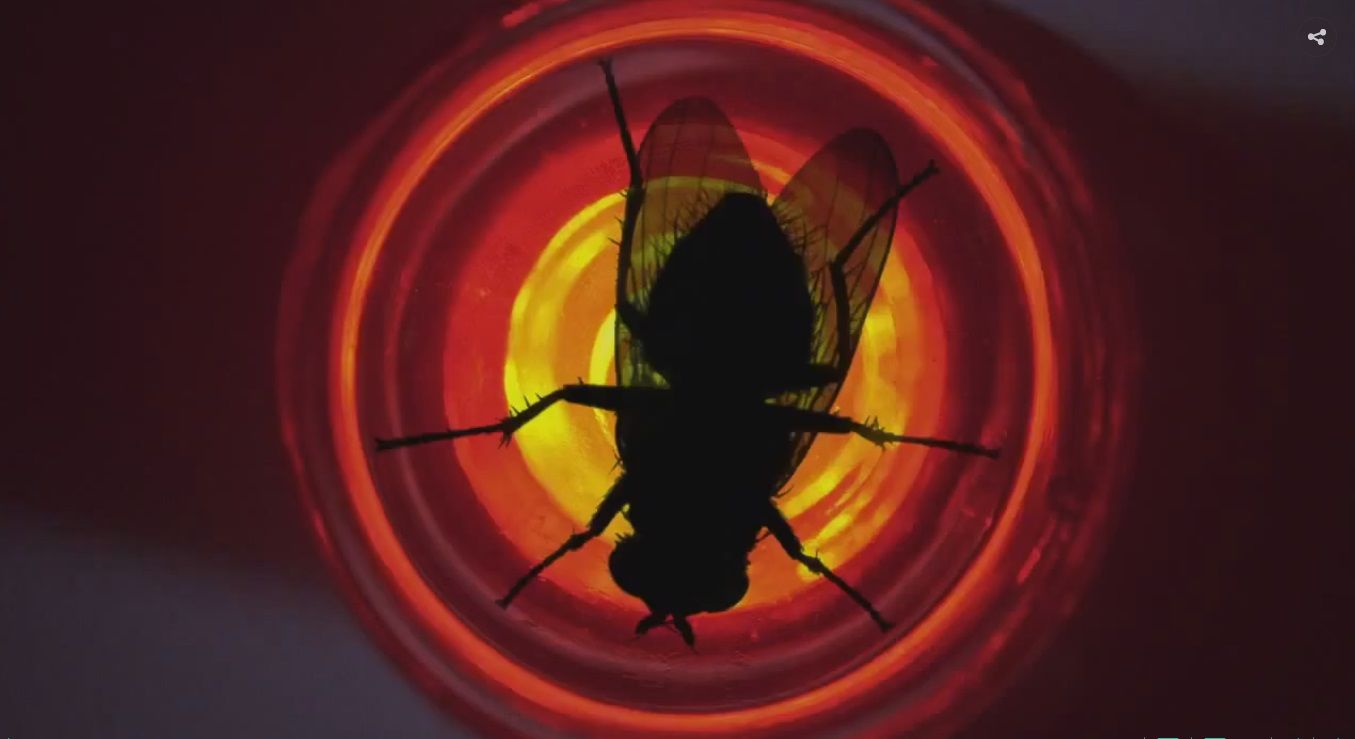 Fly episode synopsis,reviews,forums,photos,