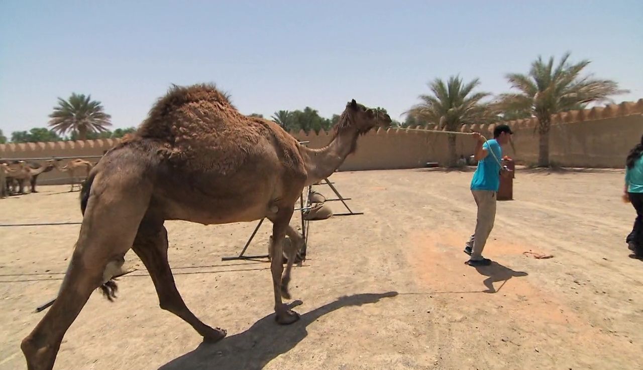 One Hot Camel episode synopsis,reviews,forums,photos,