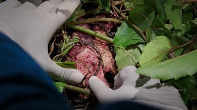 The Carrot in the Kudzu episode synopsis,reviews,forums,photos,