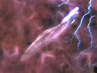 Startrek Voyager photos,Caretaker, Part I ,Caretaker, Part II ,Parallax ,Time and Again ,Phage ,The Cloud ,Eye of the Needle ,Ex Post Facto ,Emanations ,Prime Factors ,State of Flux ,Heroes and Demons ,Cathexis ,Faces ,Jetrel ,Learning Curve ,The 37's ,Initiations ,Projections ,Elogium ,Non Sequitur ,Twisted ,Parturition ,Persistence of Vision ,Tattoo ,Cold Fire ,Maneuvers ,Resistance ,Prototype ,Alliances ,Threshold ,Meld ,Dreadnought ,Death Wish ,Lifesigns ,Investigations ,Deadlock ,Innocence ,The Thaw ,Tuvix ,Resolutions ,Basics, Part I ,Basics, Part II ,Flashback ,The Chute ,The Swarm ,False Profits ,Remember ,Sacred Ground ,Future's End, Part I ,Future's End, Part II ,Warlord ,The Q and the Grey ,Macrocosm ,Fair Trade ,Alter Ego ,Coda ,Blood Fever ,Unity ,Darkling ,Rise ,Favorite Son ,Before and After ,Real Life ,Distant Origin ,Worst Case Scenario ,Displaced ,Scorpion, Part I ,Scorpion, Part II ,The Gift ,Day of Honor ,Nemesis ,Revulsion ,The Raven ,Scientific Method ,Year of Hell, Part I ,Year of Hell, Part II ,Random Thoughts ,Concerning Flight ,Mortal Coil ,Waking Moments ,Message in a Bottle ,Hunters ,Prey ,Retrospect ,The Killing Game, Part I ,The Killing Game, Part II ,Vis a Vis ,The Omega Directive ,Unforgettable ,Living Witness ,Demon ,One ,Hope and Fear ,Night ,Drone ,Extreme Risk ,In the Flesh ,Once Upon a Time ,Timeless ,Infinite Regress ,Nothing Human ,Thirty Days ,Counterpoint ,Latent Image ,Bride of Chaotica! ,Gravity ,Bliss ,Dark Frontier, Part I ,Dark Frontier, Part II ,The Disease ,Course: Oblivion ,The Fight ,Think Tank ,Juggernaut ,Someone to Watch Over Me ,11:59 ,Relativity ,Warhead ,Equinox, Part I ,Equinox, Part II ,Survival Instinct ,Barge of the Dead ,Tinker, Tenor, Doctor, Spy ,Alice ,Riddles ,Dragon's Teeth ,One Small Step ,The Voyager Conspiracy ,Pathfinder ,Fair Haven ,Blink of an Eye ,Virtuoso ,Memorial ,Tsunkatse ,Collective ,Spirit Folk ,Ashes to Ashes ,Child's Play ,Good Shepherd ,Live Fast and Prosper ,Muse ,Fury ,Life Line ,The Haunting of Deck Twelve ,Unimatrix Zero, Part I ,Unimatrix Zero, Part II ,Imperfection ,Drive ,Repression ,Critical Care ,Inside Man ,Body and Soul ,Nightingale ,Flesh and Blood, Part I ,Flesh and Blood, Part II ,Shattered ,Lineage ,Repentance ,Prophecy ,The Void ,Workforce, Part I ,Workforce, Part II ,Human Error ,Q2 ,Author, Author ,Friendship One ,Natural Law ,Homestead ,Renaissance Man ,Endgame, Part I ,Endgame, Part II ,The Darkling ,Vis Ã  Vis 